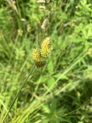 Carex cristatella