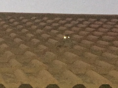 Caprimulgus tristigma