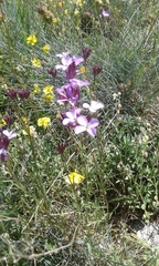 Erysimum linifolium