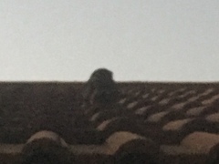 Caprimulgus tristigma