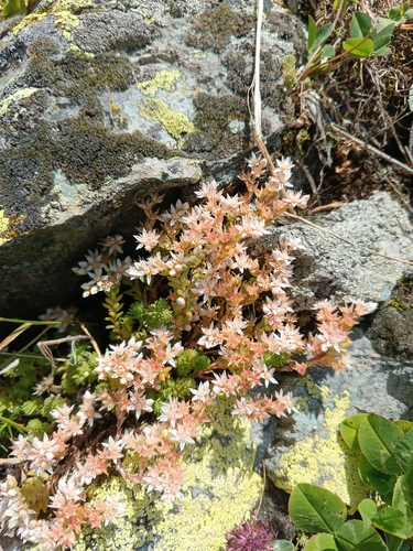Sedum gracile, photograph 5