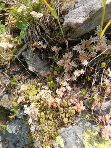 Sedum gracile, photograph 6