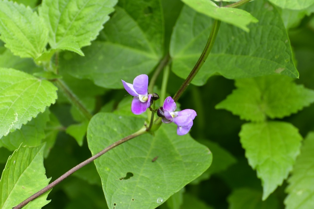 Common Bean