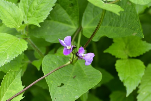 Green Beans (Bush and Pole) plant photo (Phaseolus vulgaris)