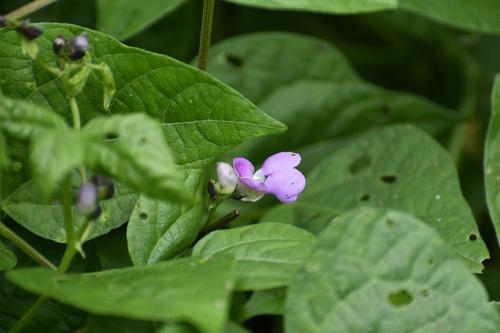 Phaseolus vulgaris