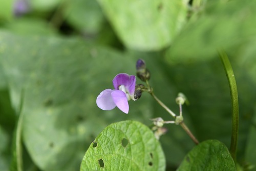 Phaseolus vulgaris