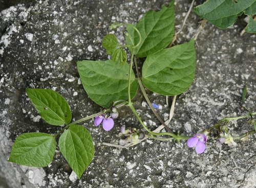 Phaseolus vulgaris
