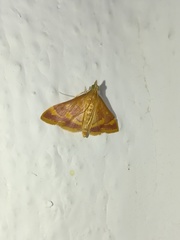 Pyrausta pseudonythesalis