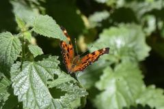Polygonia oreas