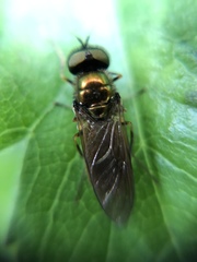 Chloromyia