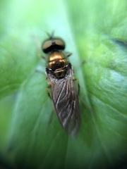 Chloromyia