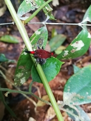 Gasteracantha diardi