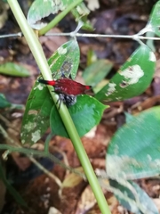 Gasteracantha diardi
