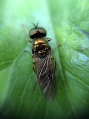 Chloromyia
