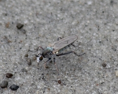 Hypocharassus pruinosus