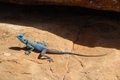 Pseudotrapelus sinaitus