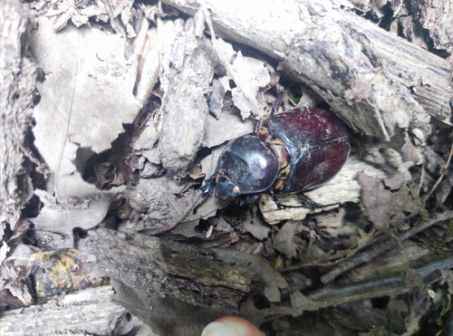 European Rhinoceros Beetle