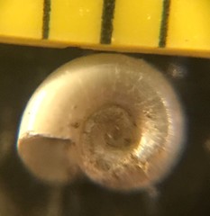 Gyraulus parvus