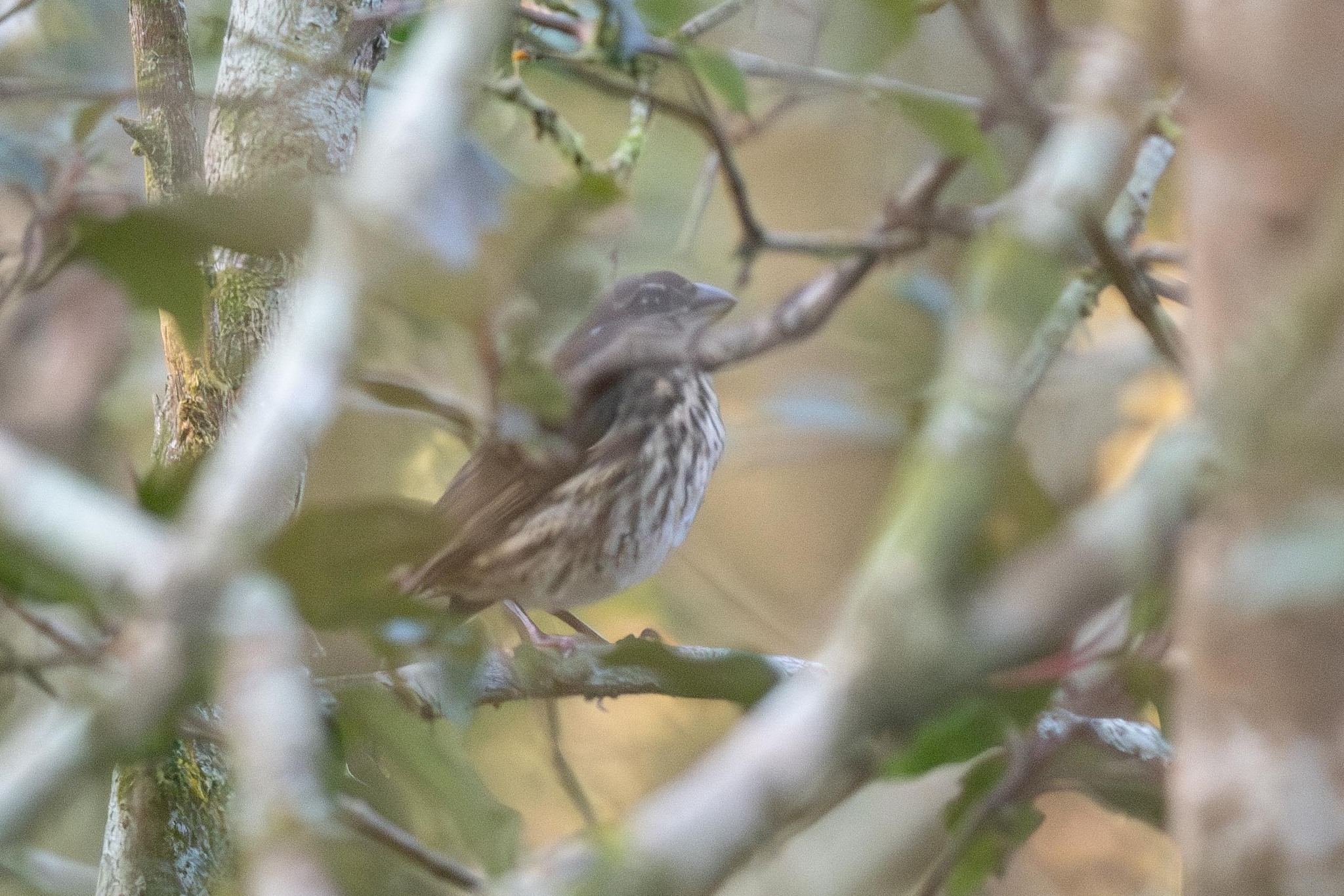 Kipengere Seedeater illustration