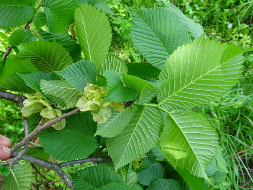 Kalninė guoba nuotrauka