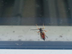 Ctenichneumon panzeri