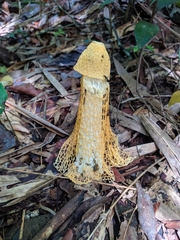Phallus lutescens