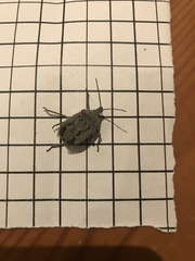 Peltasticus punctatus