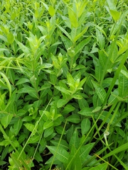 Decodon verticillatus