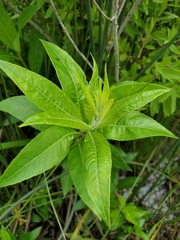 Decodon verticillatus