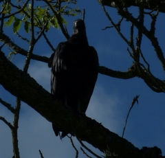 Coragyps atratus