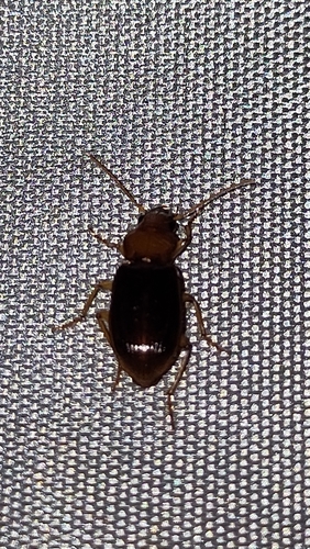 Trichotichnus longitarsis