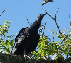 Coragyps atratus
