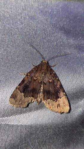 Amphipyra erebina