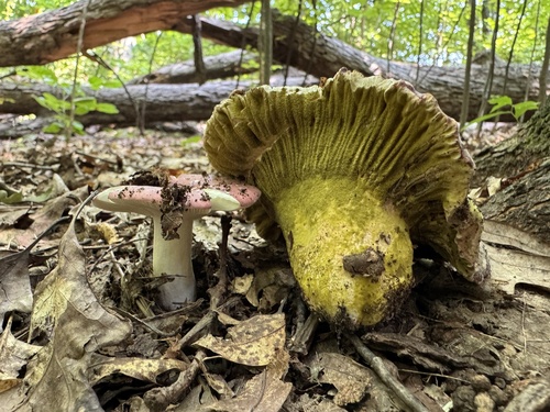 Yellow-green Russula Mold (Hypomyces luteovirens)