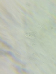 Arrhenia sphagnicola