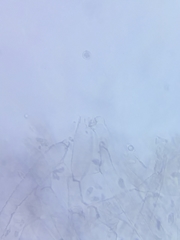 Arrhenia sphagnicola