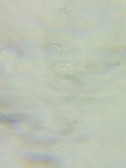 Arrhenia sphagnicola