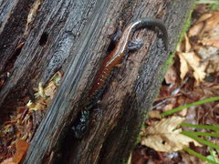 Plethodon yonahlossee
