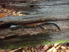 Plethodon yonahlossee