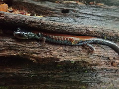 Plethodon yonahlossee