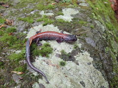 Plethodon yonahlossee