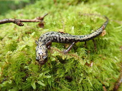 Plethodon welleri