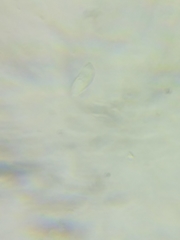 Arrhenia sphagnicola