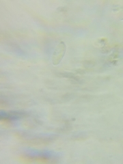 Arrhenia sphagnicola