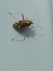 Rhabdomiris striatellus