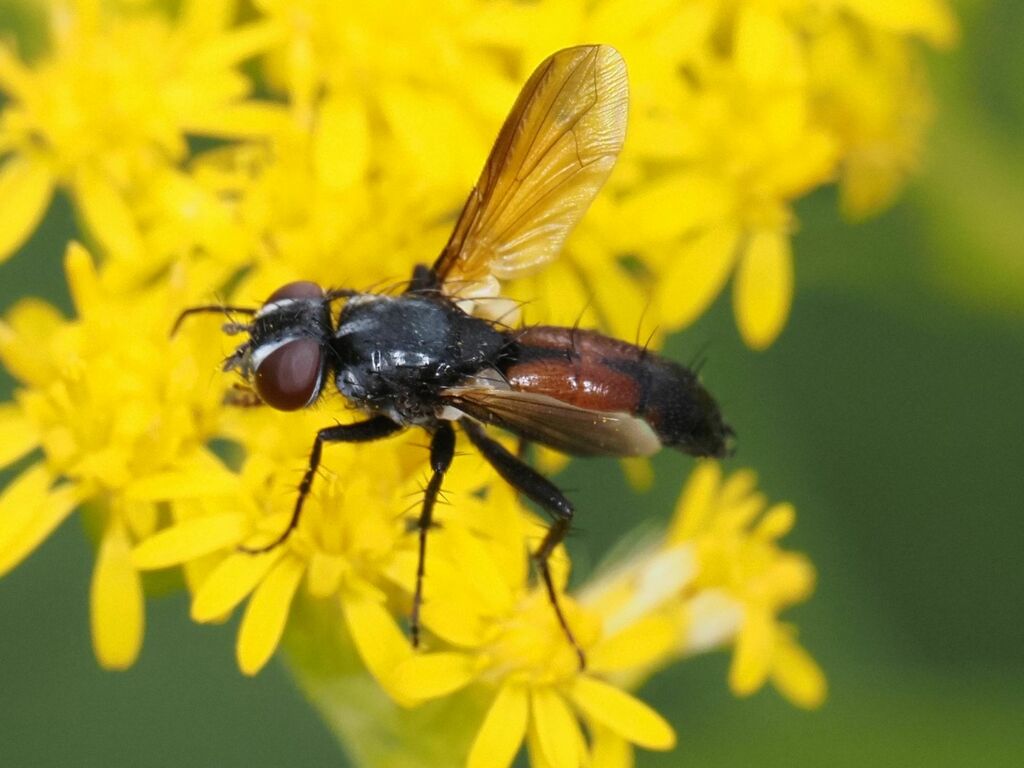 Clairvillia biguttata