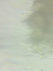 Arrhenia sphagnicola