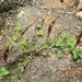 Aristolochia nana - Photo (c) ave flores,  זכויות יוצרים חלקיות (CC BY-NC), הועלה על ידי ave flores