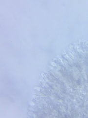 Arrhenia sphagnicola