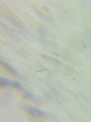 Arrhenia sphagnicola